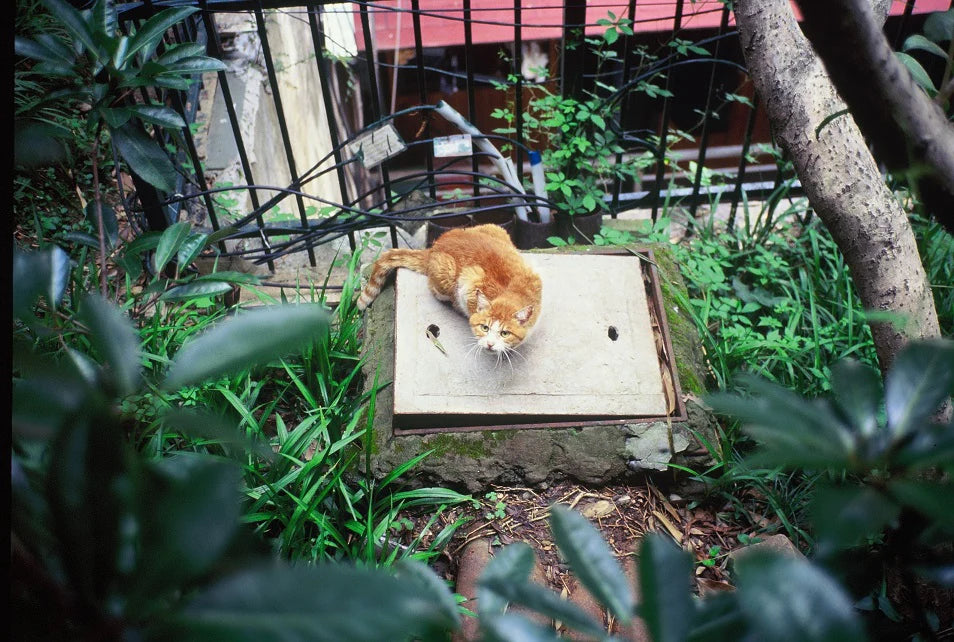 Reflx Lab 100R 35mm Color Reversal Film